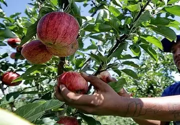 MPT e MPF-MS emitem recomendação para combater a exploração de trabalhadores indígenas nas plantações de maçã no Sul do país