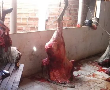 Operação prende trio por esquema de abate clandestino de animais em Paranaíba