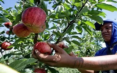 MPT e MPF-MS emitem recomendação para combater a exploração de trabalhadores indígenas nas plantações de maçã no Sul do país
